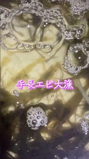 島根県の宍道湖に手長エビを取りに行きました🙋🏻 #島根県 #宍道湖 #手長エビ