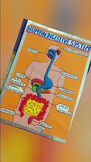 Digestive system with clay beautifully made #clay #digestive system #labelling