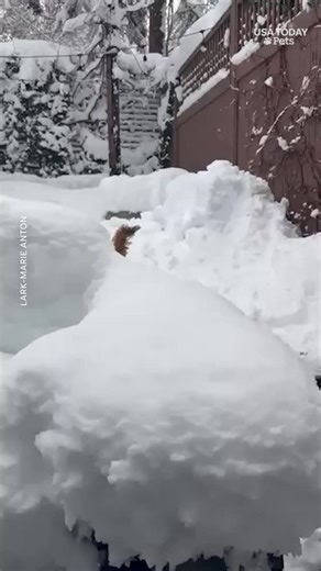 That poor corgi can’t even see over the snow. 🥹 #usatodaypets | Worcester Telegram & Gazette
