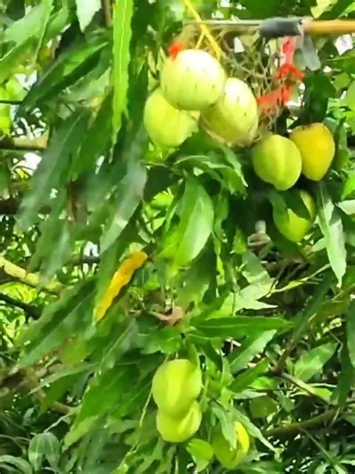 Green Mangoes Shaking Gently 🍃 | Quiet Rural ASMR