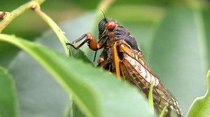 A historic emergence of cicadas is set to take place this summer