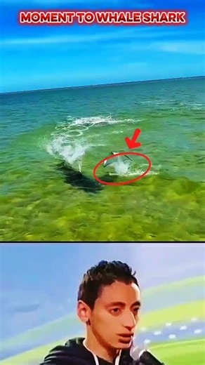 whale shark 🦈😂#whale #shark #fish #trending #shorts #video #youtubeshort #youtube