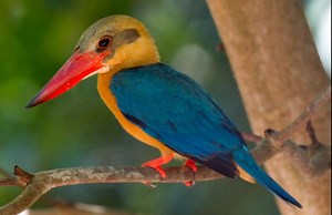 鹳嘴翡翠 Pelargopsis capensis （yt@Tom-in-nature