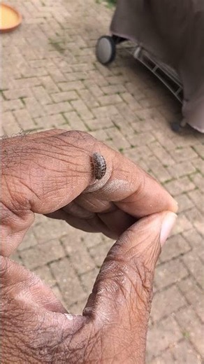 GOD got rollie pollies / pill bugs #pillbug #rolliepollie #godcenteredbusiness