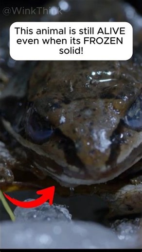meet the FROZEN frog