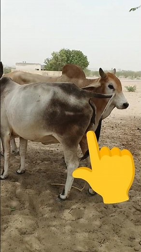 شاهد عملية التزاوج بين البقرة والثور مباشرةً، شاهد الفيديوهات كاملةً#viral #short#pets #dance #fypシ