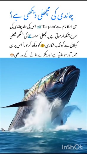 Meet the Tarpon Fish 🐟 Wildlife nature facts #tarpon #naturefacts #wildlife #nature #shorts