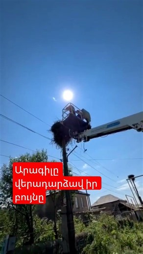 Արագիլը վերադարձավ իր բույնը