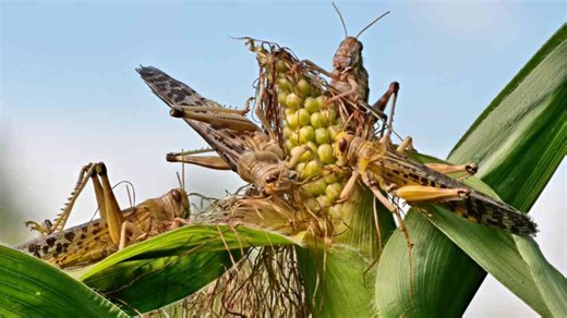 Locust swarms destroy crops — scientists found a way to stop it