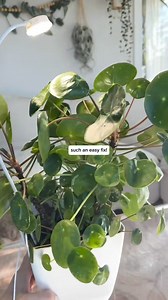 Sometimes it really is that simple! These lights are ON SALE for the Amazon spring sale and I’m so excited! They’re popular for a reason! Easy to add to any pot and gives off the perfect amount of usable light for your plants. Whether you’re trying them for the first time or adding more to your collection, now’s the time to stock up! | House Plant