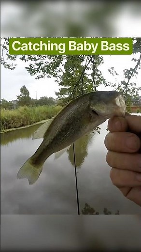 Catching Baby Bass
