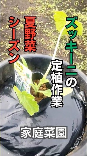 【家庭菜園】夏野菜！ズッキーニの定植作業 #家庭菜園 #ガーデニング初心者 #農業 #shorts #観葉植物