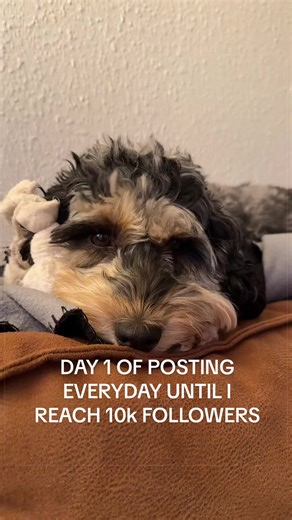 Day 1 of posting until I hit 10k followers - ft. Bibi DeBobbedi Boo 🤍 #smallbusiness #smosh #Meme #smallcreator #dogmom