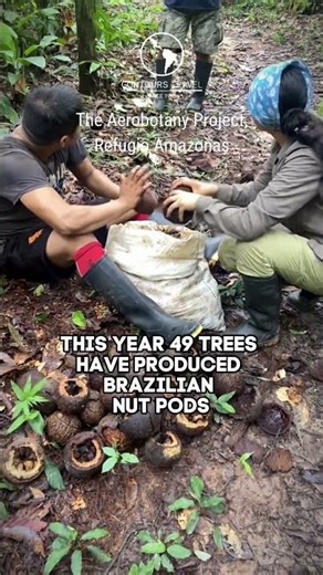 Collecting Brazil Nuts in the Amazon with the Aerobotany Project