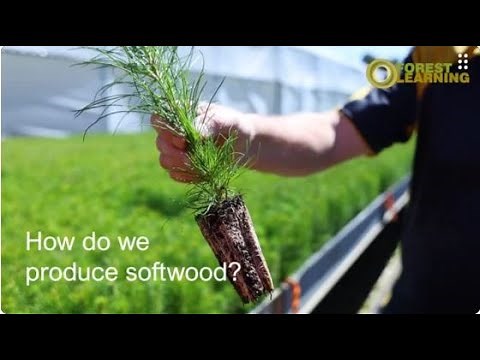 ForestLearning - How do we produce softwood?