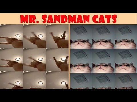 Mr. Sandman Cats Compilation