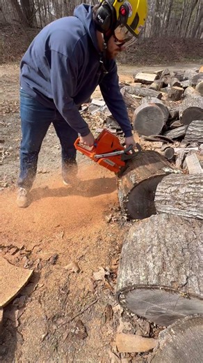 husqvarna 395xp, full house square chain, rock hard red oak! #chainsaw #husqvarna #arborist #faller