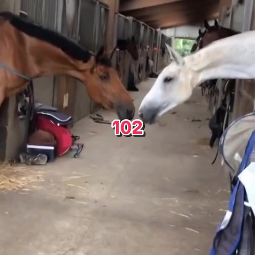 officialrealgoofy on TikTok