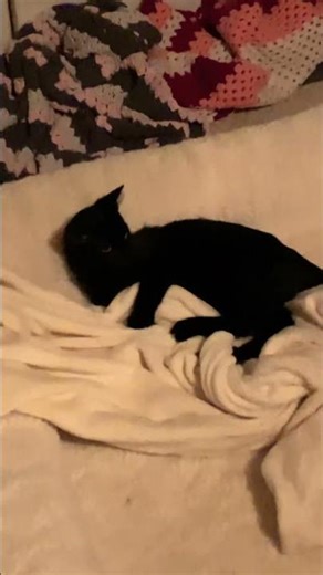 Rowdy Blanket Time with This Cutie 😺🧶💖