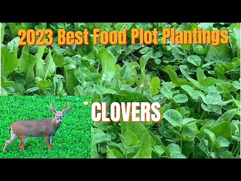 Best Food Plot Planting. Part 1