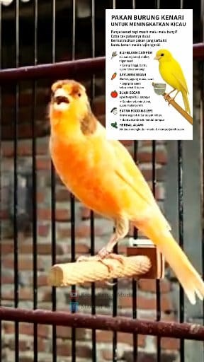This long, gacor canary sound is suitable for stimulating other canaries to join in the sound. #birds #birdsounds #canary #canario #canarysinging #masterankenari #kenarigacorpanjang | Masbud Kenari