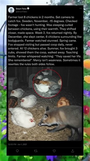 🐓💛 The Predator They Couldn’t Leave Behind #AnimalKindness #ViralNature