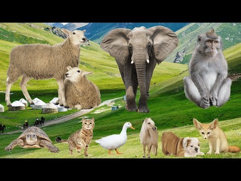 Wild Animal Sounds: Sheep, Elephant, Monkey, Cat, Duck, Horse, Dog, Fox – Amazing Jungle Sounds