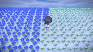 あつ森で青いバラを増やす方法