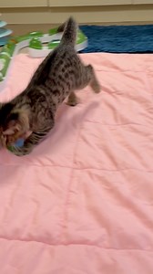 47K views · 2.6K reactions | Squishy met her match today at her very first adoption event! She was overstimulated/scared, but her new family was understanding. This is how she acted right after getting back home 勺 #kittens | Phoebe the CH Kitty | Facebook