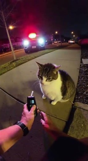 drunk cat #cats #funny