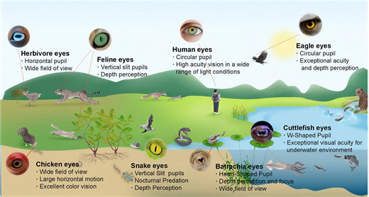 Bioinspired robot eye adjusts its pupil to handle harsh lighting
