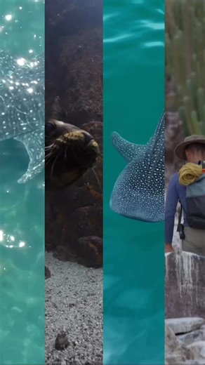 Have you ever dreamed of a trip where you can snorkel with whale sharks, play with sea lions, and dive remote sites like Las Ánimas, where hammerhead sightings are possible? All of this in warm water, surrounded by breathtaking desert-meets-the-sea landscapes 🌊🏜️ The Ultimate Whale Shark Trip takes you all the way up to Bahía de los Ángeles, which from June to October becomes one of the best places on Earth to snorkel with these gentle giants. Why here? Because of its remoteness, there’s almos
