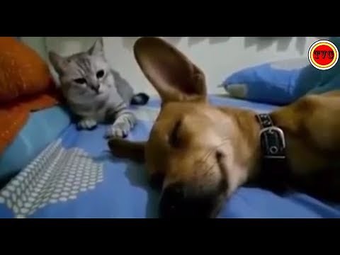 Dog Farts and Cat Hits Him 😺😻😹
