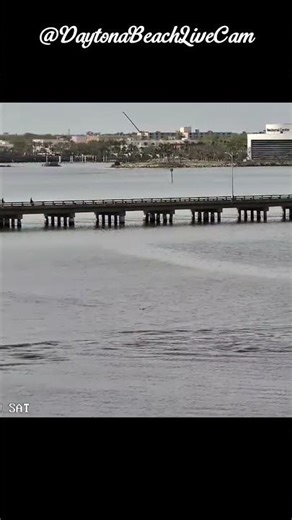 🐬They’re Back! The Annual Return of the Pod & a Tiny New Addition🐬✨ #florida #daytonabeach #dolphin