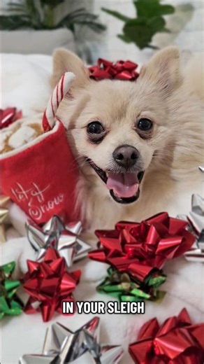 💚🎄❤️hope u all have a very Merry Christmas🎄❤️💚 #dogshorts #shorts #pomeranian audio: itspuffpuff