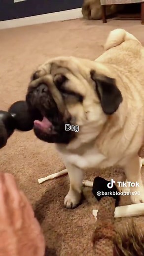 Does Your Pug Act Like This? | Cute Pug Moments