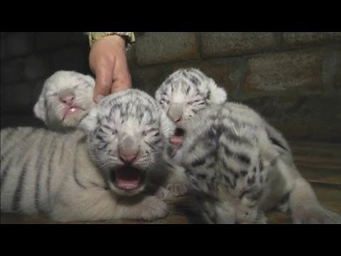Cute! Four rare white Bengal tiger cubs born at Yalta Zoo