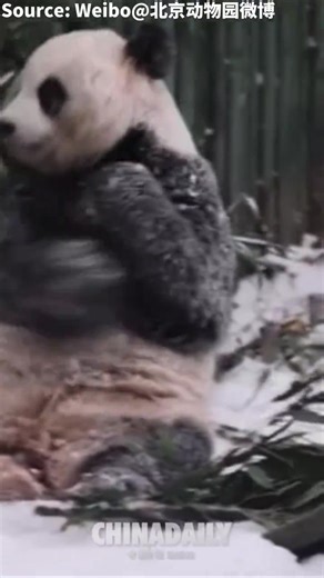 The giant #pandas at the #Beijing Zoo were seen happily playing in the snow after the first snowfall in Beijing this winter. #China #chinalife | Embassy of The People's Republic of China in the United States