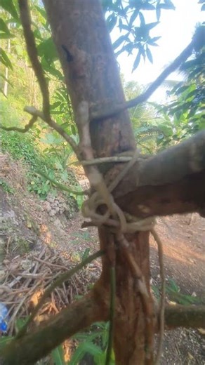 Luisia zollingeri ? Nempel Pohon Mulai Tumbuh Akar ? Daun Tebal ?