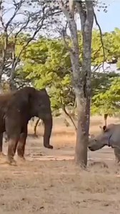 Funny moment 🤣🤣🤣🤣 elephant vs Rhinoceros #elephant #elephantlovers #rhinoceros #reelsvideoシ #reelsviralシ #reelsviralシfb #viralvideoシ #viralreelschallenge #tamilreels #comedy #funnymoments #funny #animallover #reelsvideoシ Elephant Lovers Elephant Funny Animal | Karan