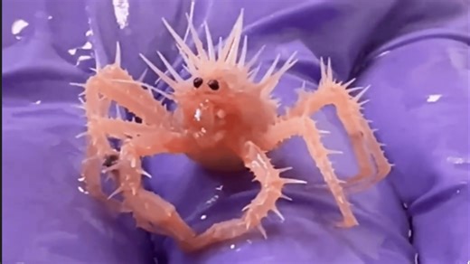 Watch world’s tiniest baby crab unfold cuteness in viral video with 10 million+ views