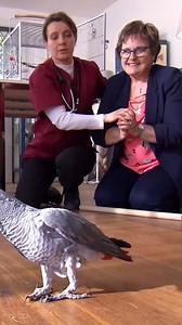 Coco attaque Chantal 🦜 | Imineo