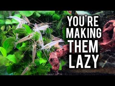 5 Habits That Will Transform Your Aquarium in 4 Weeks