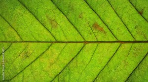 Close-up detail time-lapse of tree leaf changing color during fall season. Green autumn leaf drying getting yellow and orange. Timelapse macro view plant leaf texture aging during seasons change Stock Video