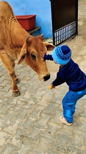 Unlikely friends: a Calf and a Golden Retriever Share Biscuits! 🐶🐮 #shorts #youtubeshorts #calf #dog