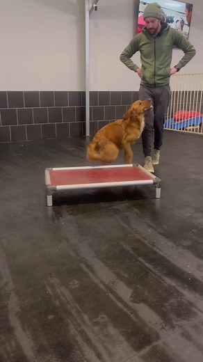 Here’s how to teach your dog to go to their bed using shaping! If your dog is a little nervous or lacks in confidence shaping is a really good technique to use when teaching new behaviours! #dogtraining #dogtrainingtips | Jamie The Dog Trainer