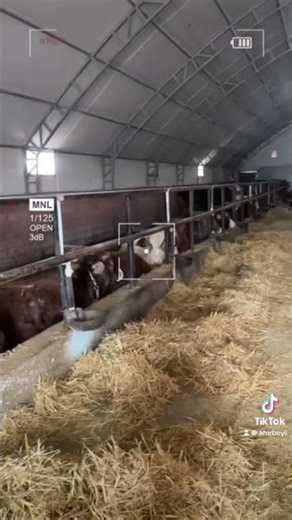 Çadır Ahır Modeli nasıl olmalı?(Hoop Barn) #animals #goat #cow #veterinary #animals