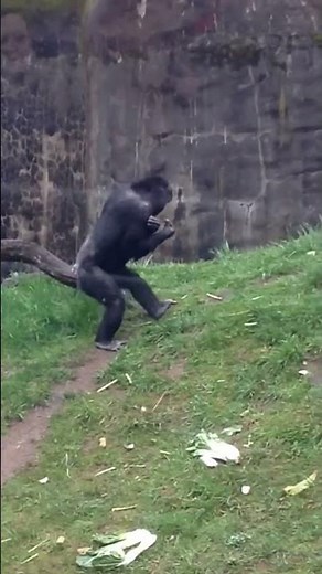 Chimp walks upright like a human