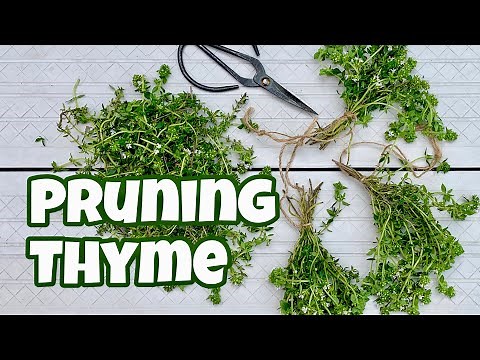 How to Prune Thyme