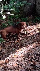 If you haven’t already heard RED is heart worm positive and starts his 90 day treatment on Monday. This can be a very stressful and gruelling process for any dog so we are aiming to make Reds treatment as comfortable as possible. If you’d like to donate a little gift to help Red his wish list is below. Thank you to everyone who has already donated ❤️ https://www.amazon.com/registries/gl/guest-view/2K3ODHU4I9RT3 | The Rescued Rescuers: Dachshunds and Friends of the Emerald Coast